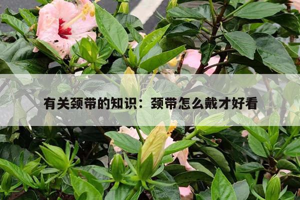 有关颈带的知识：颈带怎么戴才好看
