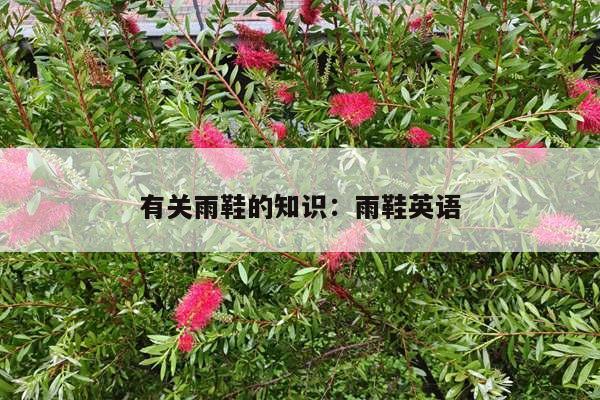有关雨鞋的知识：雨鞋英语