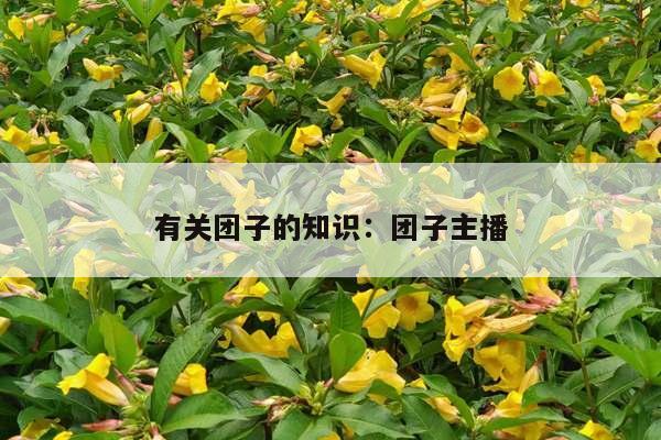 有关团子的知识：团子主播
