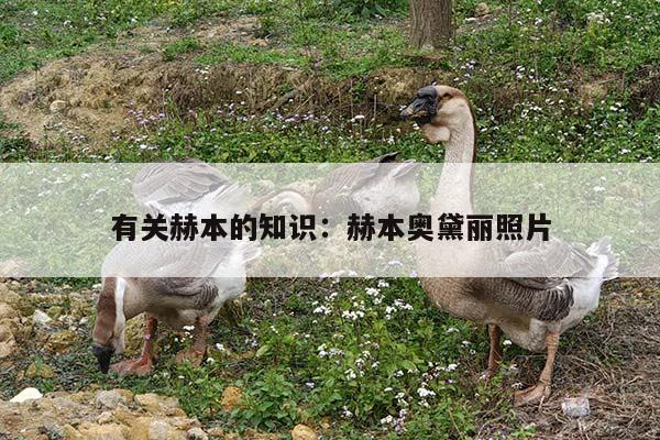 有关赫本的知识：赫本奥黛丽照片