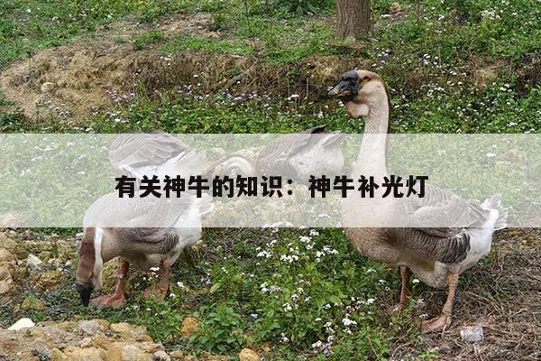 有关神牛的知识：神牛补光灯