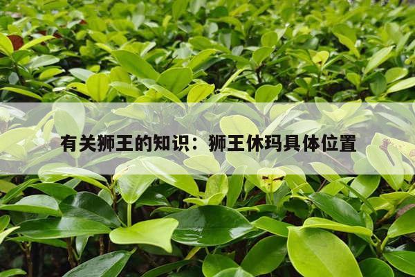 有关狮王的知识：狮王休玛具体位置